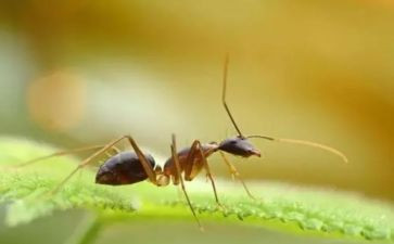 蚂蚁的王国作文推荐8篇