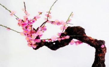 梅有关的作文优秀7篇