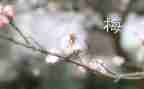 张桂梅思政课心得体会7篇