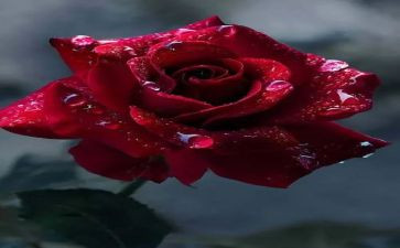 写红玫瑰的作文模板6篇