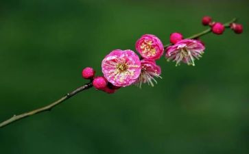 梅花魂优秀教案5篇