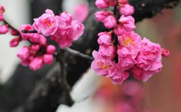 梅花魂读后感最新7篇