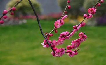 《梅花魂》教案8篇