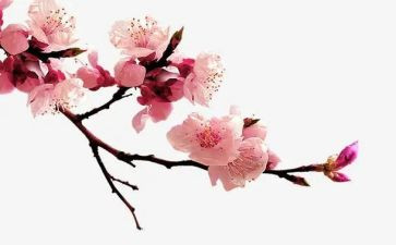 以梅花的作文参考7篇