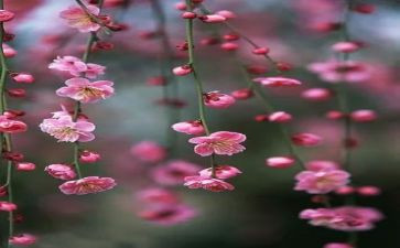 以梅花的作文最新8篇
