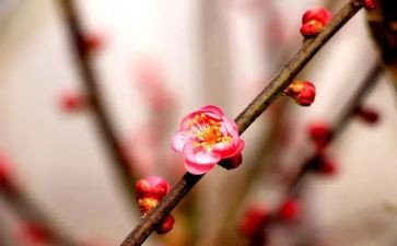 以梅花的作文通用7篇