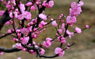 梅花诗读后感6篇