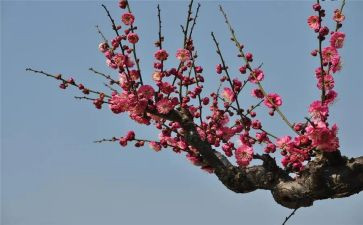 小班《梅花》教案5篇