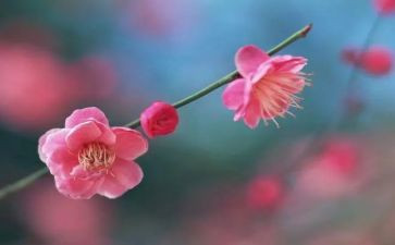 以梅花的作文模板6篇