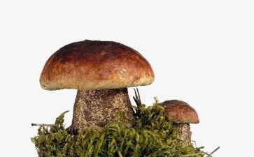 画蘑菇房子教案6篇