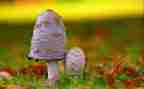 写蘑菇的作文300字6篇