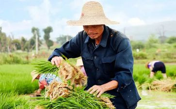 当农民的作文5篇