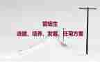 培养青年教师的工作总结7篇