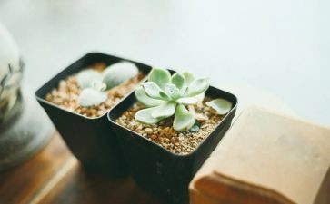 清醒的作文7篇