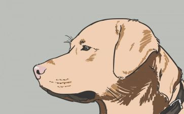 犬只管理工作总结推荐6篇