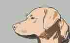 犬只管理工作总结推荐6篇