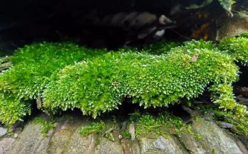 苔相关作文模板5篇