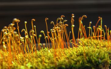 苔相关作文6篇