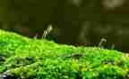 苔的演讲稿最新7篇