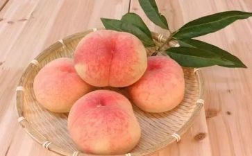 卖桃子作文600字5篇