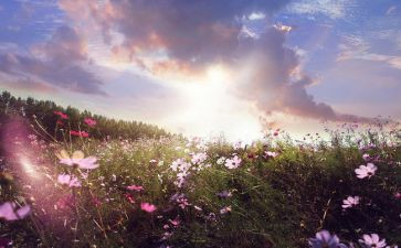 树和天空作文优质7篇