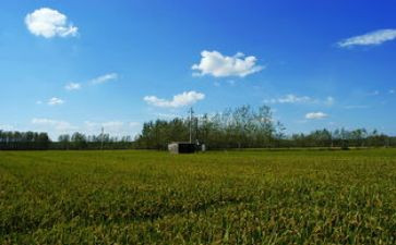 春天的田野作文400字8篇