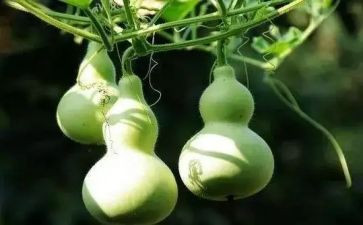 糖葫芦画教案5篇