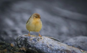 画小鸟的教案参考6篇