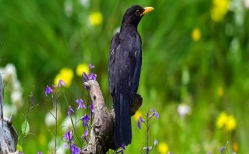 乌鸦喝水的优秀教案6篇