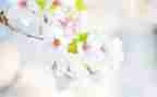 小班幼儿五月份工作总结5篇