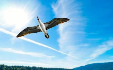 带着梦想飞翔作文7篇