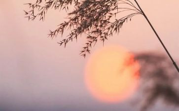 读后感骆驼祥子读后感5篇