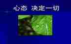 狼的心态的心得体会通用6篇