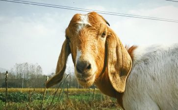 羊皮卷6读后感7篇