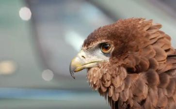 小鸡和老鹰大班教案7篇