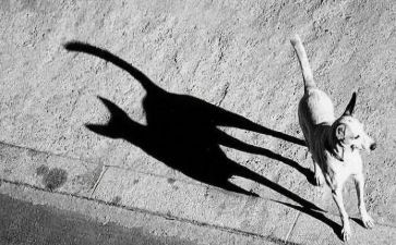 光和影子的教案模板7篇