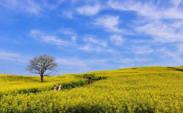 游览的作文参考6篇