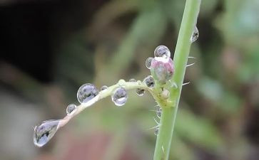 大雨小雨的教案7篇