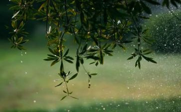 幼儿园雨的教案通用6篇