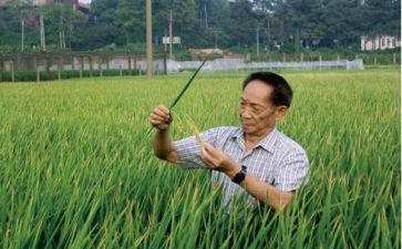 2024年袁隆平的作文7篇
