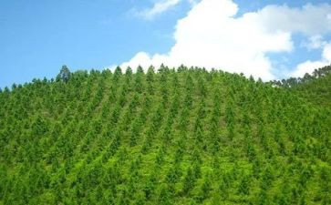 植树造林的活动方案7篇
