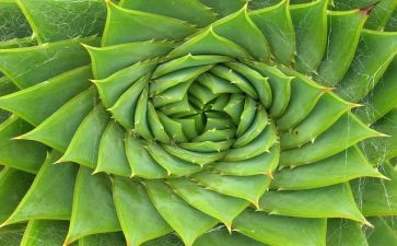 植物的生长教案7篇