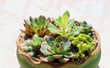 小植物教学反思7篇