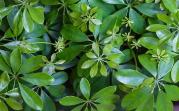植物的教学反思5篇