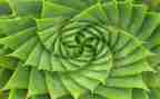 植物的生长教案7篇