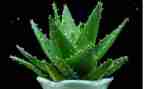 作文植物作文植物作文优秀6篇