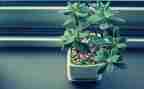 去植物园作文优秀8篇