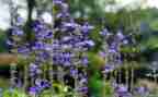 作文植物作文植物作文参考8篇