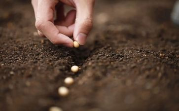 小种子的教案最新5篇