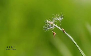 初中追梦作文5篇